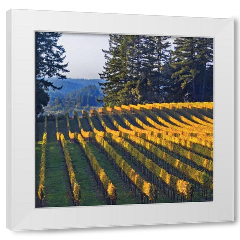 Golden Rows VI White Modern Wood Framed Art Print by Crane, Rita