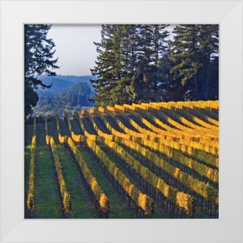 Golden Rows VI White Modern Wood Framed Art Print by Crane, Rita