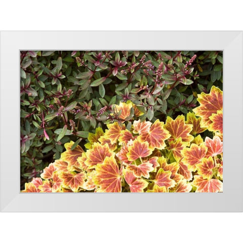 Garden Glimpse IX White Modern Wood Framed Art Print by Crane, Rita