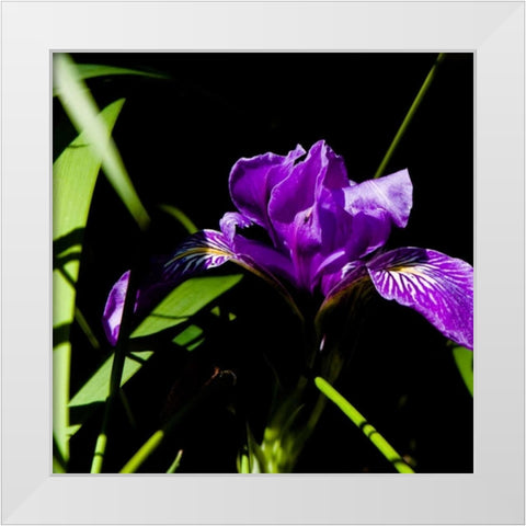 Wild Iris I White Modern Wood Framed Art Print by Crane, Rita