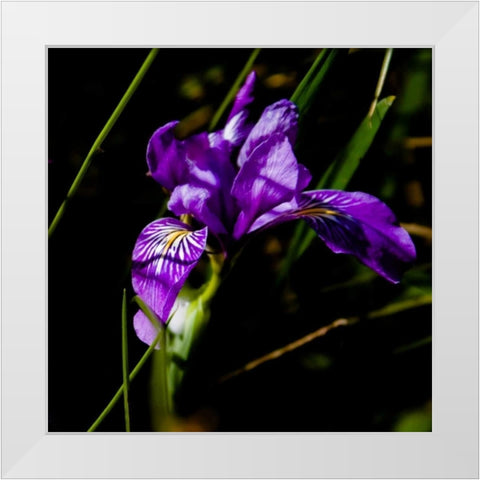 Wild Iris II White Modern Wood Framed Art Print by Crane, Rita