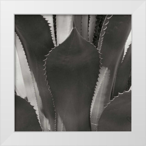 Agave II White Modern Wood Framed Art Print by Crane, Rita
