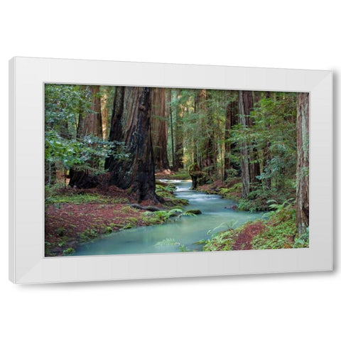Redwood Forest II White Modern Wood Framed Art Print by Crane, Rita