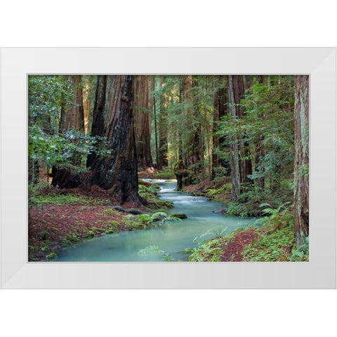 Redwood Forest II White Modern Wood Framed Art Print by Crane, Rita