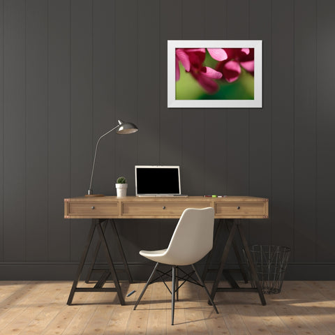 Pink Hydrangeas II White Modern Wood Framed Art Print by Crane, Rita