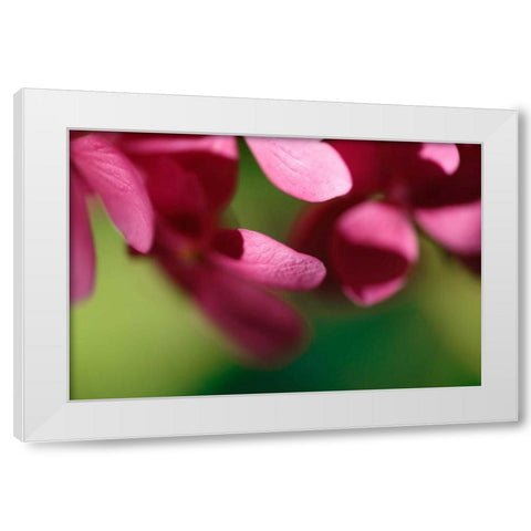 Pink Hydrangeas II White Modern Wood Framed Art Print by Crane, Rita