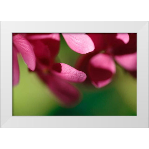 Pink Hydrangeas II White Modern Wood Framed Art Print by Crane, Rita