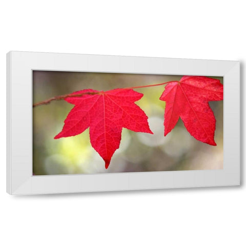 Festive Maple II White Modern Wood Framed Art Print by Crane, Rita