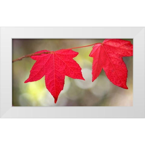 Festive Maple II White Modern Wood Framed Art Print by Crane, Rita
