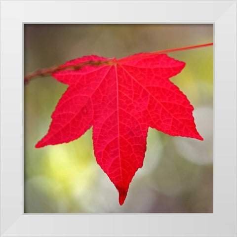 Festive Maple IV White Modern Wood Framed Art Print by Crane, Rita