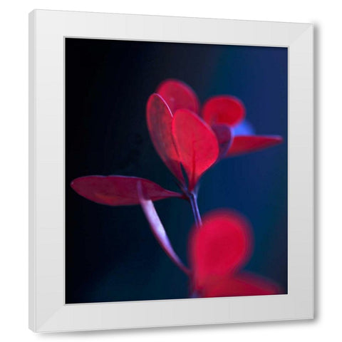 Dancing Blue and Red II White Modern Wood Framed Art Print by Crane, Rita