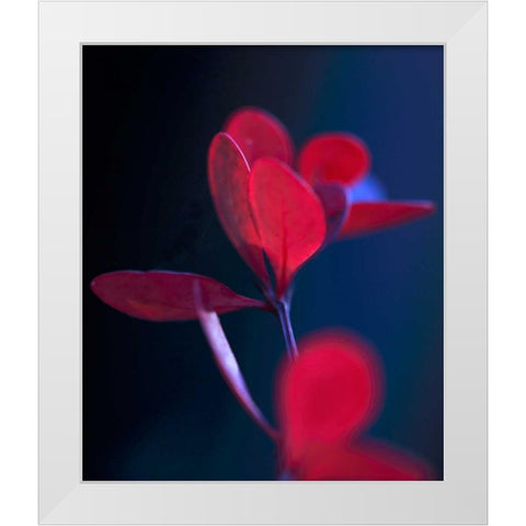 Dancing Blue and Red II White Modern Wood Framed Art Print by Crane, Rita
