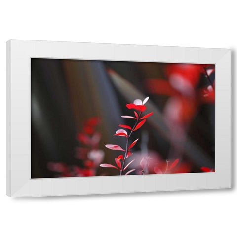 Red Grey Interplay I White Modern Wood Framed Art Print by Crane, Rita