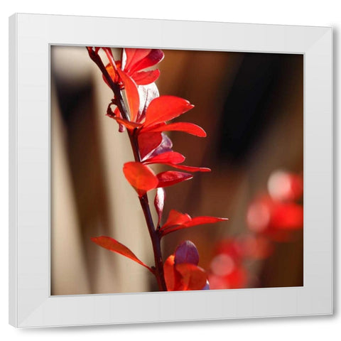 Red Leaves I White Modern Wood Framed Art Print by Crane, Rita