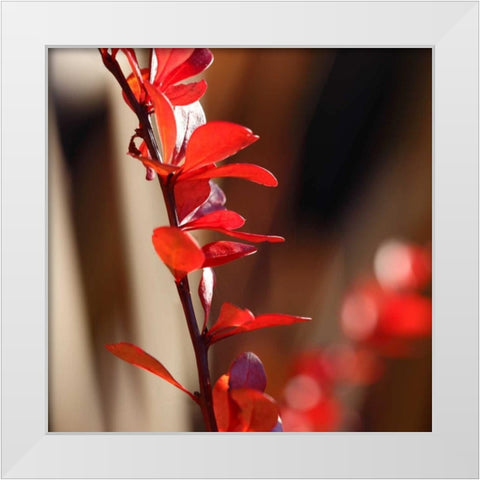 Red Leaves I White Modern Wood Framed Art Print by Crane, Rita