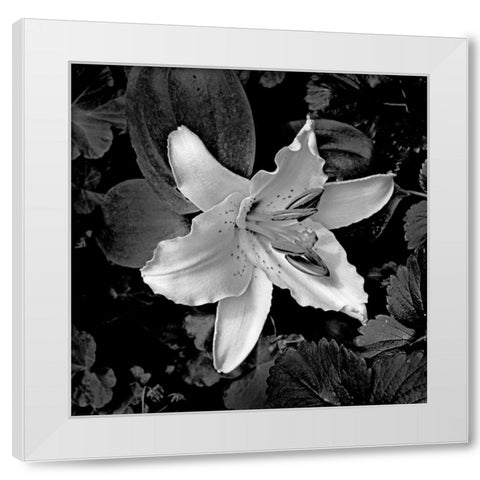 White Lily I White Modern Wood Framed Art Print by Crane, Rita