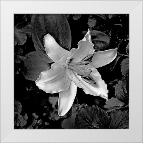 White Lily I White Modern Wood Framed Art Print by Crane, Rita