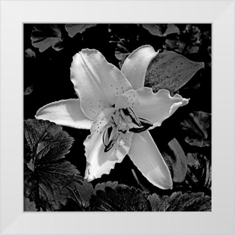 White Lily II White Modern Wood Framed Art Print by Crane, Rita