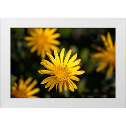 Celebration I White Modern Wood Framed Art Print by Crane, Rita