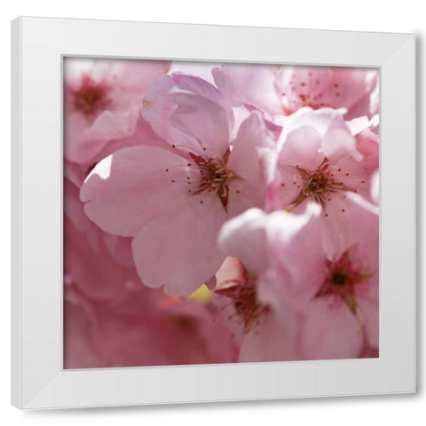 Sunny Blossoms II White Modern Wood Framed Art Print by Crane, Rita
