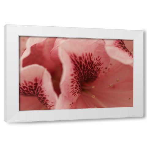Tender Petals II White Modern Wood Framed Art Print by Crane, Rita