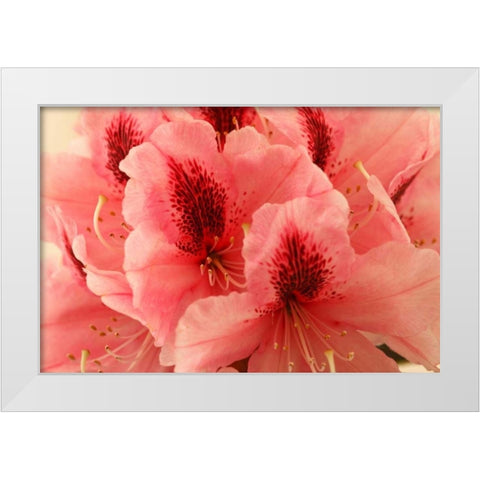 Delicate Petals I White Modern Wood Framed Art Print by Crane, Rita