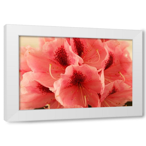 Delicate Petals II White Modern Wood Framed Art Print by Crane, Rita