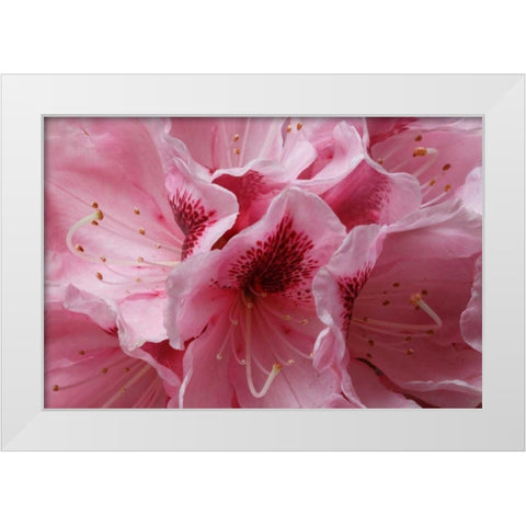Pink Rhododendron I White Modern Wood Framed Art Print by Crane, Rita
