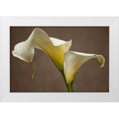Calla Elegance I White Modern Wood Framed Art Print by Crane, Rita
