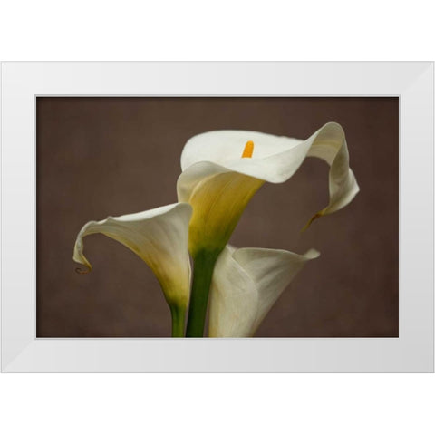 Calla Elegance II White Modern Wood Framed Art Print by Crane, Rita