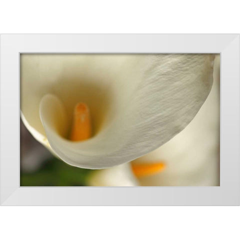 Calla Lilies II White Modern Wood Framed Art Print by Crane, Rita