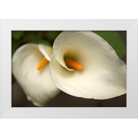 Calla Lilies III White Modern Wood Framed Art Print by Crane, Rita