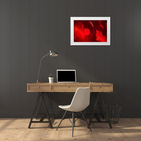 Crimson Petals I White Modern Wood Framed Art Print by Crane, Rita