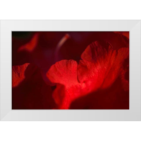Crimson Petals II White Modern Wood Framed Art Print by Crane, Rita