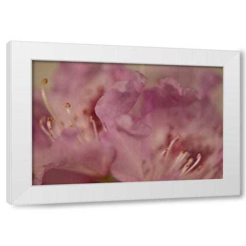 Soft Petals II White Modern Wood Framed Art Print by Crane, Rita