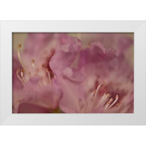 Soft Petals II White Modern Wood Framed Art Print by Crane, Rita