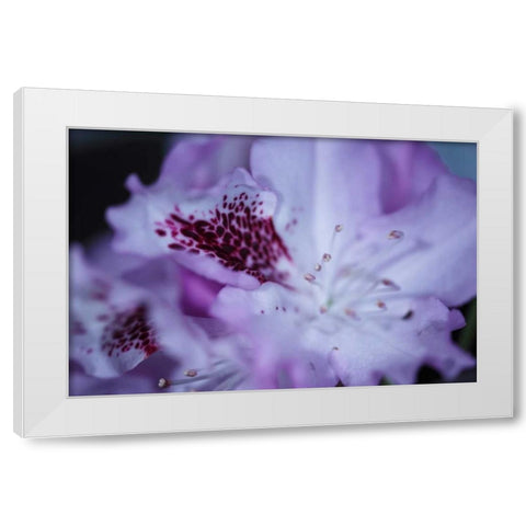 Lavender Rhodies II White Modern Wood Framed Art Print by Crane, Rita