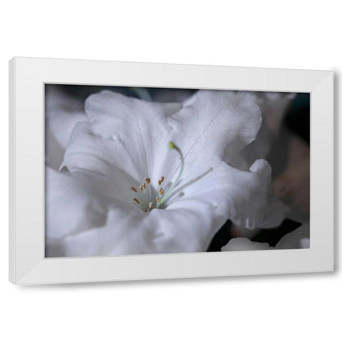Delicate Blossoms I White Modern Wood Framed Art Print by Crane, Rita
