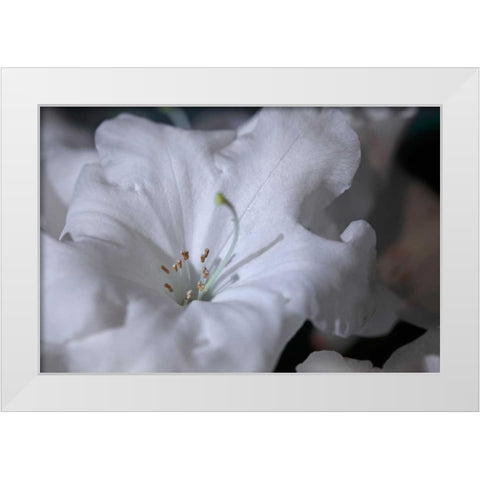 Delicate Blossoms I White Modern Wood Framed Art Print by Crane, Rita