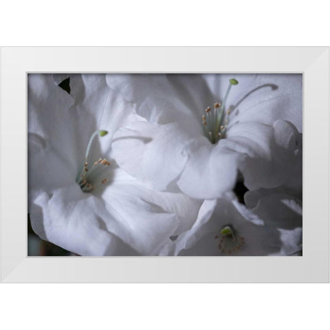 Delicate Blossoms II White Modern Wood Framed Art Print by Crane, Rita