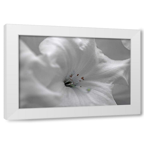 White Rhodies I White Modern Wood Framed Art Print by Crane, Rita