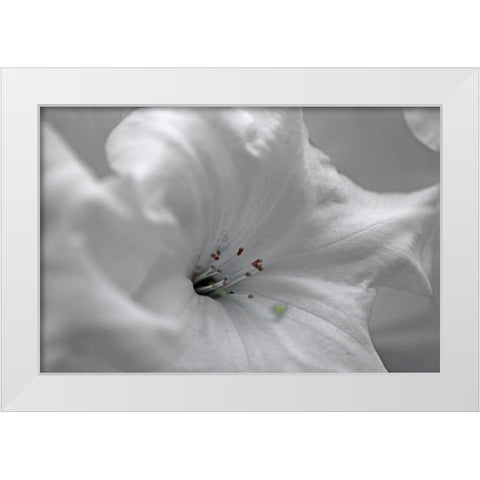 White Rhodies I White Modern Wood Framed Art Print by Crane, Rita