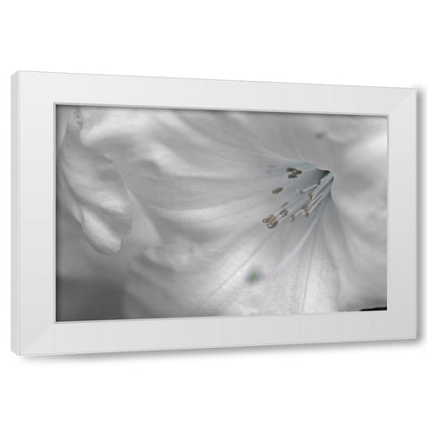 White Rhodies II White Modern Wood Framed Art Print by Crane, Rita
