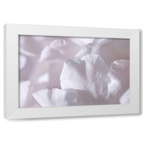 Rosy Petals II White Modern Wood Framed Art Print by Crane, Rita