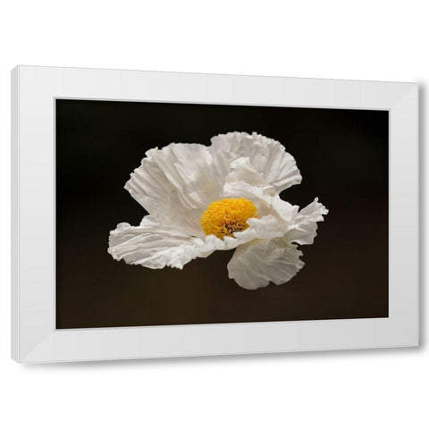Floating Matilija I White Modern Wood Framed Art Print by Crane, Rita
