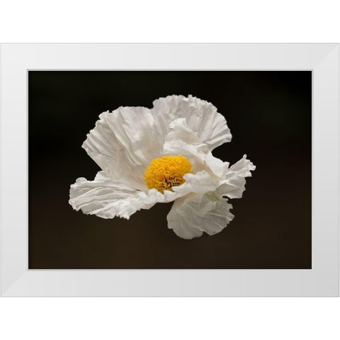 Floating Matilija I White Modern Wood Framed Art Print by Crane, Rita