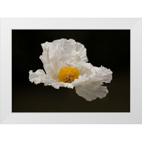 Floating Matilija II White Modern Wood Framed Art Print by Crane, Rita