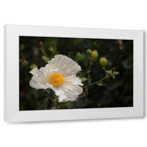 Matilija Melody I White Modern Wood Framed Art Print by Crane, Rita