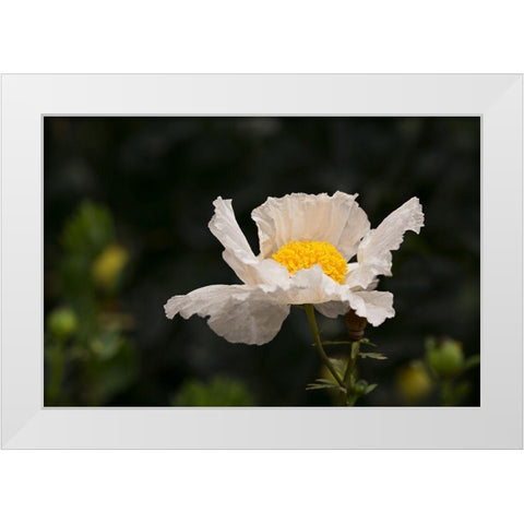 Matilija Melody II White Modern Wood Framed Art Print by Crane, Rita