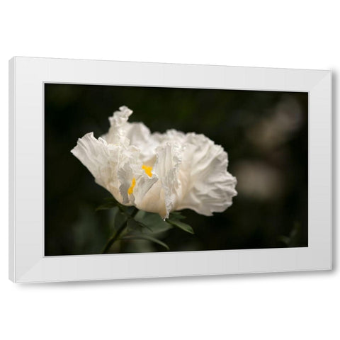 Matilija Blossom I White Modern Wood Framed Art Print by Crane, Rita